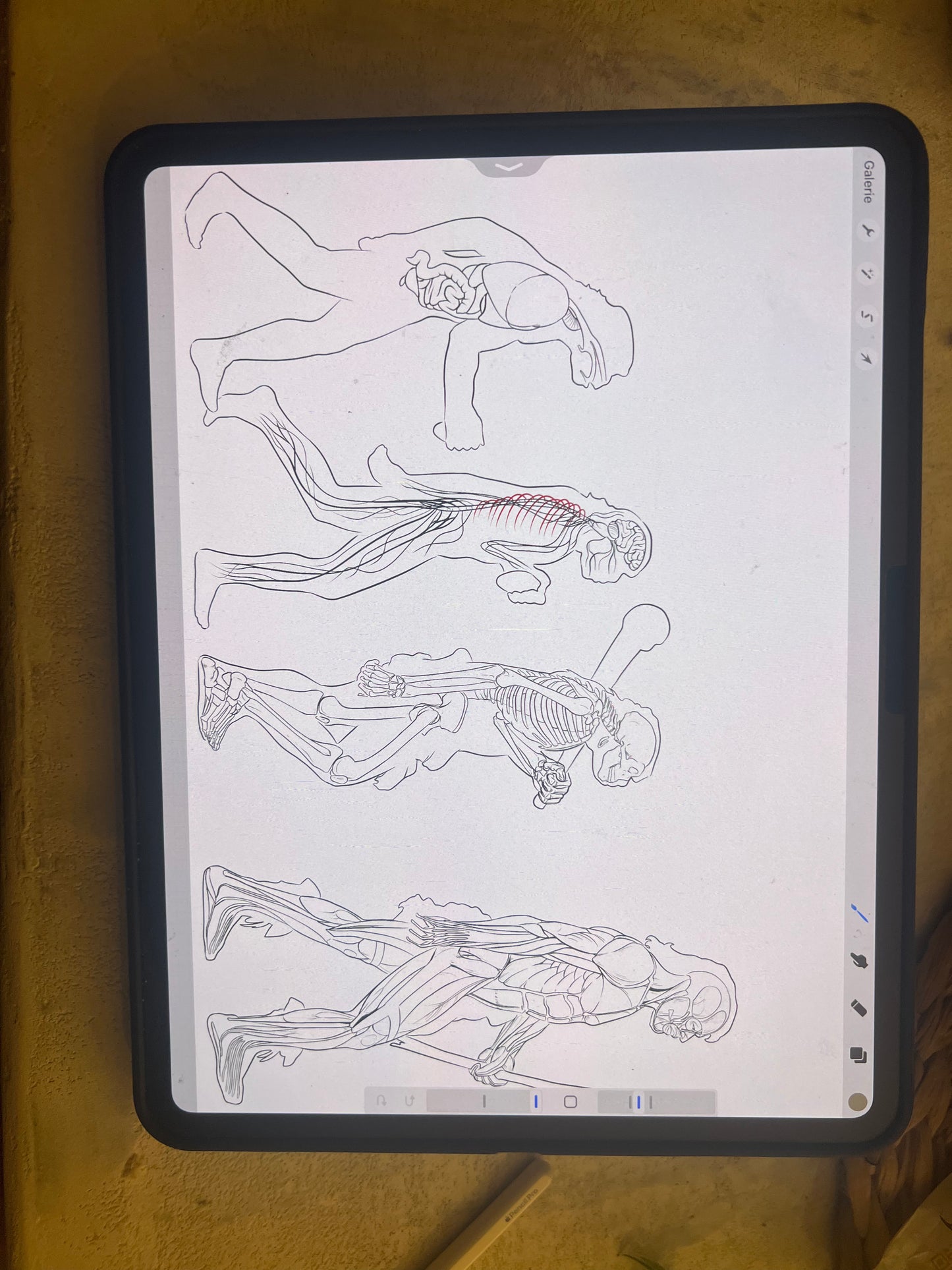 Fresque murale anatomique sur-mesure : l'évolution humaine