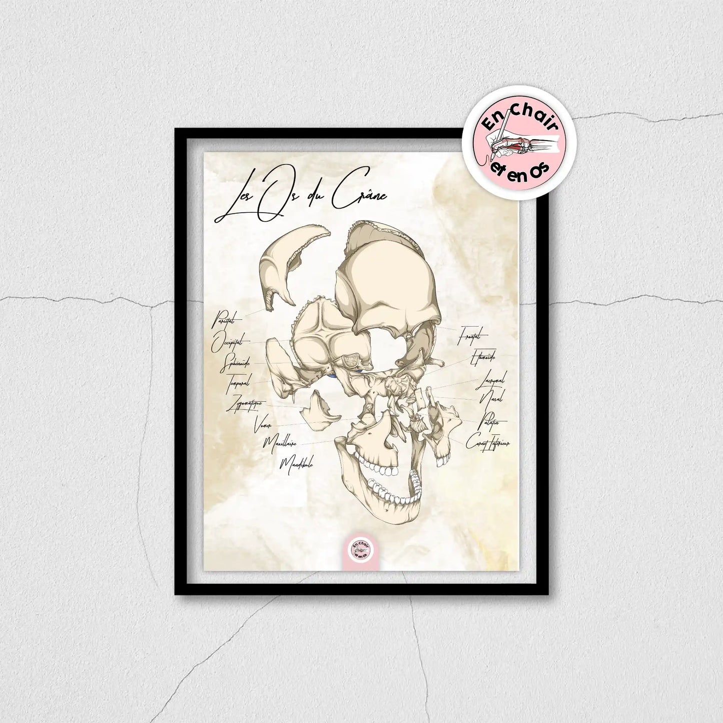 Anatomie os du crâne 